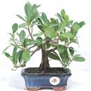 <b>Ficus Panda</b> Esemplare Unico cm 23-33,00 € (10)