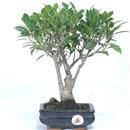 <b>Ficus</b> Esemplare Unico cm 31-29,80 € (10)