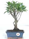<b>Ficus</b> Esemplare Unico cm 24-19,80 € (10)