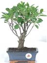 <b>Ficus</b> Esemplare Unico cm 23-19,80 € (10)