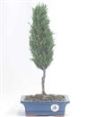 <b>Cipresso</b> Esemplare Unico cm 40-39,00 €