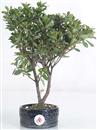 <b>Azalea Indica</b> Esemplare Unico cm 32-37,00 €