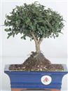 <B>Lonicera</B> Esemplare Unico cm 24-37,00 €