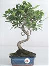 <b>Ficus Retusa</b> Esemplare Unico cm 32-29,00 € (10)