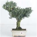 <b>Bosso</b> Esemplare Unico cm 31-79,00 €