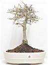 <b>Quercia</b> Esemplare Unico cm 35-79,00 €