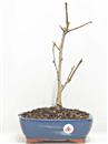 <b>Ginkgo</b> Esemplare Unico cm 41-49,00 €