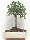 <b>Quercia Ilex (Leccio)</b> Es. Unico cm 31-49,00 €