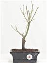 <b>Acero Dissectum</b> Esemplare Unico cm 30-49,80 €