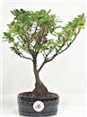 <b>Azalea Indica</b> Esemplare Unico cm 28-37,00 €