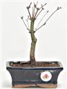 <b>Acero Deshojo</b> Esemplare Unico cm 21-49,00 €