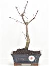 <b>Acero Deshojo</b> Esemplare Unico cm 30-79,00 €