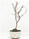 <b>Ciliegio Kojo-no-mai</b> Esemplare Unico cm 33-49,00 €