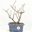 <b>Callicarpa</b> Esemplare Unico cm 26-79,00 €