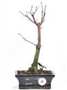 <b>Acero Deshojo</b> Esemplare Unico cm 29-59,00 €