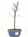 <b>Acero Deshojo</b> Esemplare Unico cm 32-69,00 €