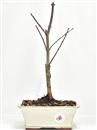 <b>Acero Shirazz</b> Esemplare Unico cm 35-65,00 €