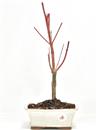 <b>Acero Sango kaku</b> Esemplare Unico 38-67,00 €
