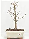 <b>Acero Tridente</b> Esemplare Unico cm 37-69,00 €