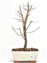 <b>Acero Tridente</b> Esemplare Unico cm 40-69,00 €