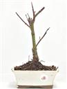 <b>Acero Osakazuki</b> Esemplare Unico cm 30-67,00 €