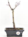 <b>Acero Deshojo</b> Esemplare Unico cm 27-49,00 €