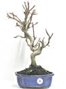 <b>Melo Everest</b> Esemplare Unico cm 40-75,00 €