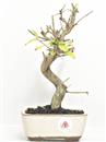 <b>Melograno Nejikan</b> Esemplare Unico cm 26-69,00 €