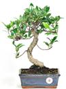 <b>Ficus Retusa</b> Esemplare Unico cm 35-45,00 € (10)