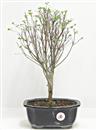 <b>Enkiantus</b> Esemplare Unico cm.40-47,00 €