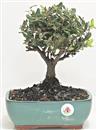 <b>Quercia da Sughero</b> Esemplare Unico cm 27-59,00 €