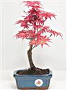 <b>Acero Deshojo</b> Esemplare Unico cm 25-49,00 €