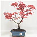 <b>Acero Deshojo</b> Esemplare Unico cm 35-67,00 €