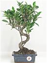 <b>Ficus Retusa</b> Esemplare Unico cm 34-29,00 € (10)