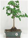 <b>Ginkgo</b> Esemplare Unico cm 36-49,00 €