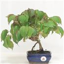 <b>Vite Americana</b> Esemplare Unico cm 26-65,00 €