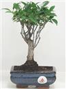 <b>Ficus Retusa</b> Esemplare Unico cm 25-19,80 € (10)