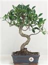 <b>Ficus Retusa</b> Esemplare Unico cm 37-39,00 € (10)