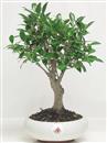 <b>Ficus Retusa</b> Esemplare Unico cm 27-33,00 € (10)