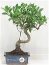 <b>Ficus Retusa</b> Esemplare Unico cm 24-29,00 € (10)