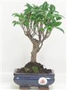 <b>Ficus Retusa</b> Esemplare Unico cm 23-19,80 € (10)