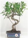 <b>Ficus Retusa</b> Esemplare Unico cm 33-29,00 € (10)