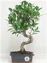 <b>Ficus Retusa</b> Esemplare Unico cm 35-29,00 (10)