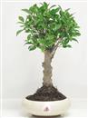 <b>Ficus Retusa</b> Esemplare Unico cm 31-33,00 € (10)