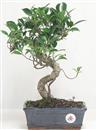 <b>Ficus Retusa</b> Esemplare Unico cm 32-39,00 € (10)