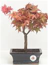 <b>Acero Deshojo</b> Esemplare Unico cm 23-49,00 €
