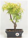 <b>Acero Katsura</b> Esemplare Unico cm 25-49,00 €