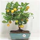 <b>Mandarino Calamondino</b> Esemplare Unico cm 31-69,00 €
