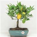 <b>Mandarino Limequat</b> Esemplare Unico cm 30-69,00 €