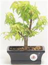 <b>Acero Katsura</b> Esemplare Unico cm 22-49,00 €